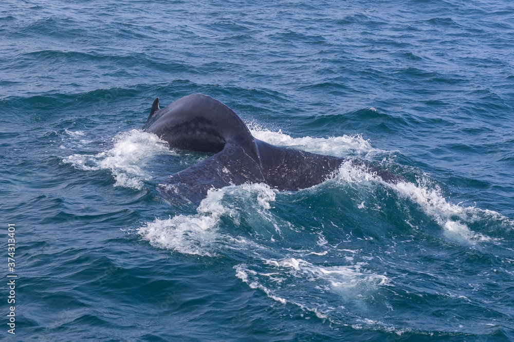 Fototapeta premium Whale watching on the Iceland coast near Husavik.