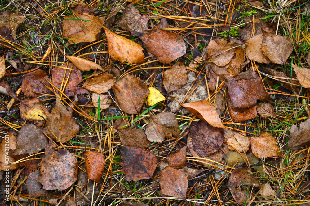 Fototapeta premium Wet, yellowed foliage lies on the ground. Background. Fall.