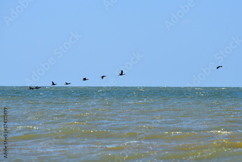 sea birds on the shore
