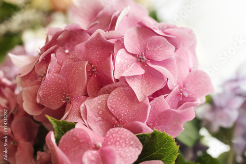 Fototapeta Naklejka Na Ścianę i Meble -  Hydrangea. Hortensia flowers background
