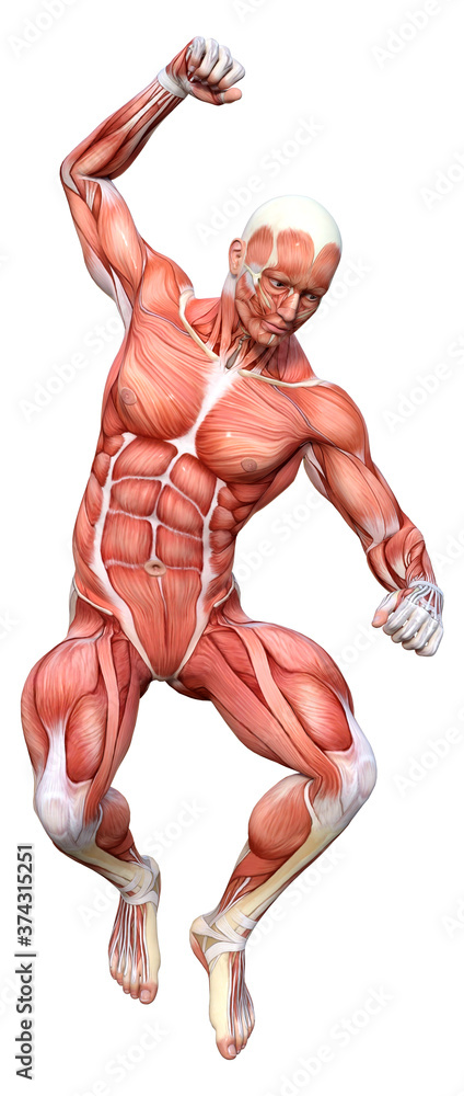 3D Rendering Male Anatomy Figure on White 3D Rendering Male Anatomy Figure on White