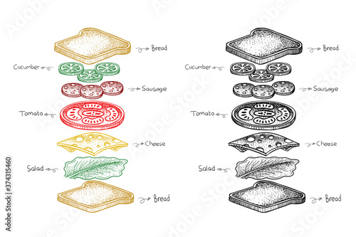 sandwich ingredient, food illustration in hand drawn style