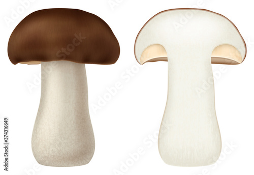 Boletus edulis (cep forest mushroom) isolated on white background. Vector illustration.