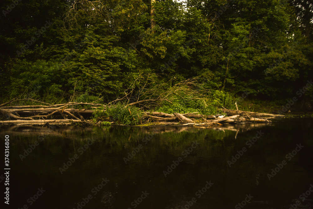 river in the forest river in the forest