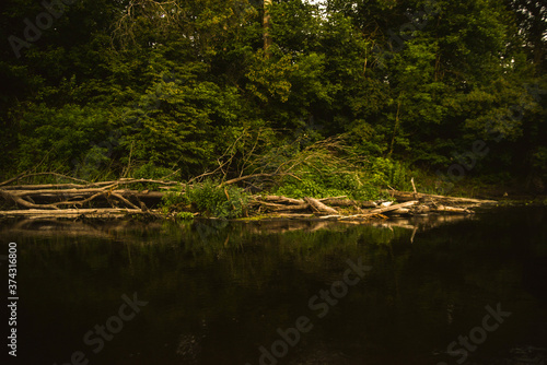 river in the forest