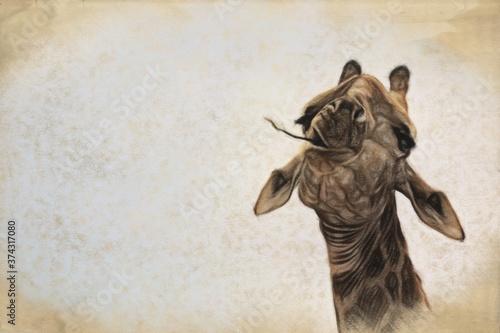 Giraffe chewing on thorny twig, illustration
