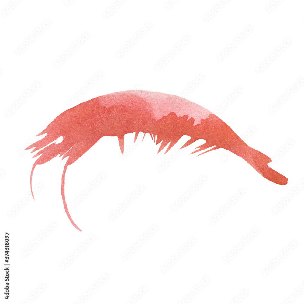 Plakat Watercolor drawing of a shrimp isolated on a white background. Seafood, food, sea, menu, restaurant, ingredient.