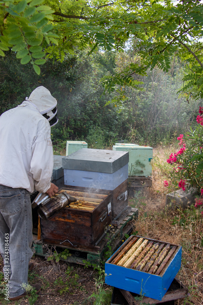 La récolte du miel chez un apiculteur La récolte du miel chez un apiculteur