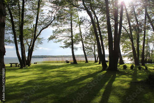 Fototapeta Naklejka Na Ścianę i Meble -  sun shining through trees in a Park at a lake in summer