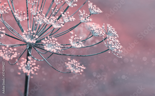 Foto Close up of blooming dill flowers isolated on blurred background.
