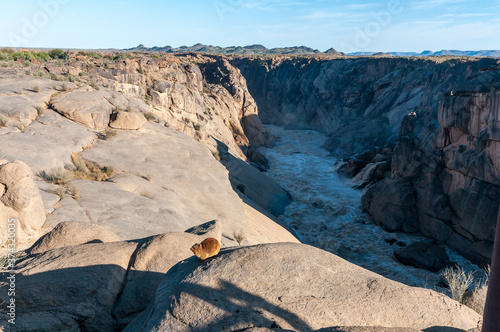 Hyrax on a rock at the Augrabies Waterfalls