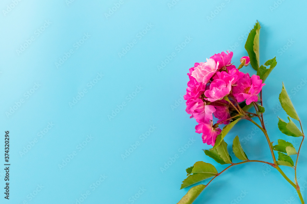 .Bouquet of a bloody pink rose on a blue background, top view. Holiday concept. Mom's day, wedding.