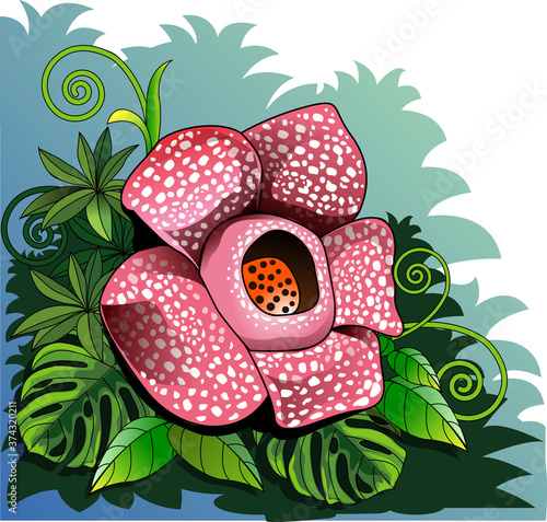 Vector illustration, Rafflesia arnoldi or padma raksasa, is one of Indonesia's three national flowers, and is officially designated as a rare flower or call of puspa langka.