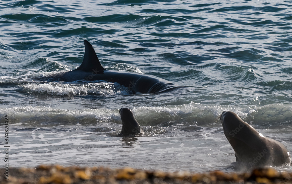 Naklejka premium Killer whale hunting sea lions on the paragonian coast, Patagonia, Argentina