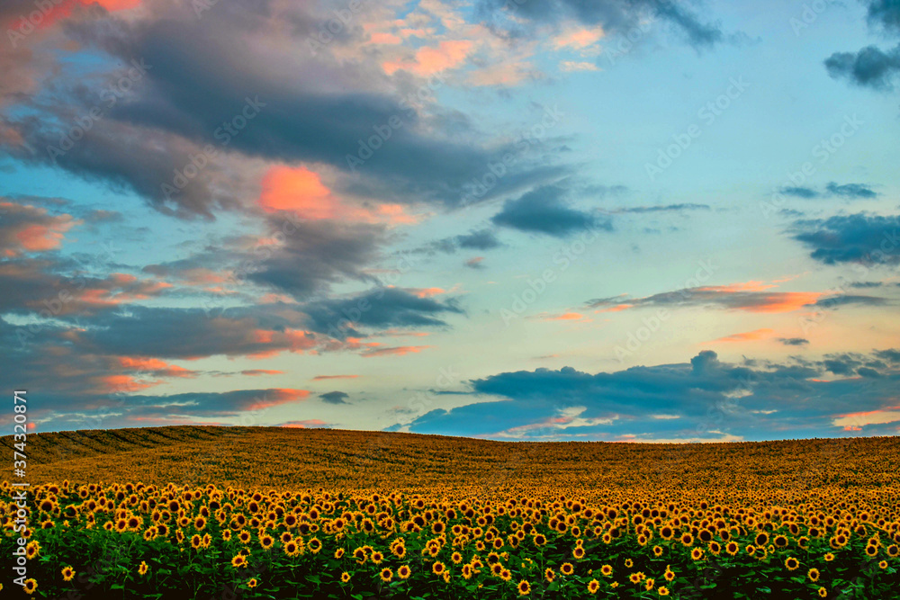 Sunflower field with cloudy blue sky. Field of blooming sunflowers on sunset background. Panoramic view of vibrant sunflower field with many yellow flowers in summer evening look beautiful in twilight
