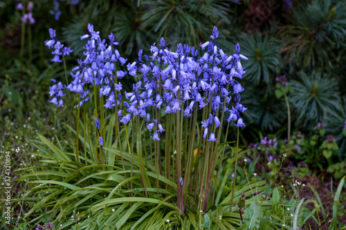 beautiful flowers in nature in the botanical garden