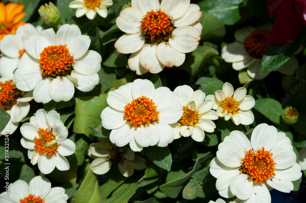 Obraz premium flowers in a garden.Beautiful white Chrysanthemum morifolium Ramat.