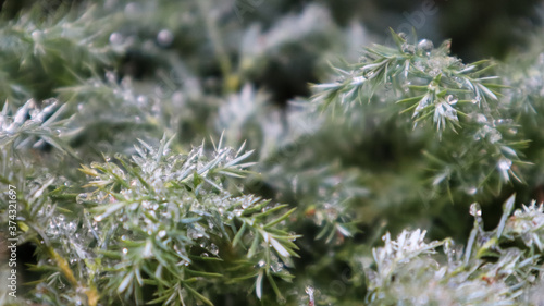 Beautiful spruce branch with dew. Christmas tree in nature. Green spruce close-up. Pine needles with dew drops on them. © Yevhen Roshchyn