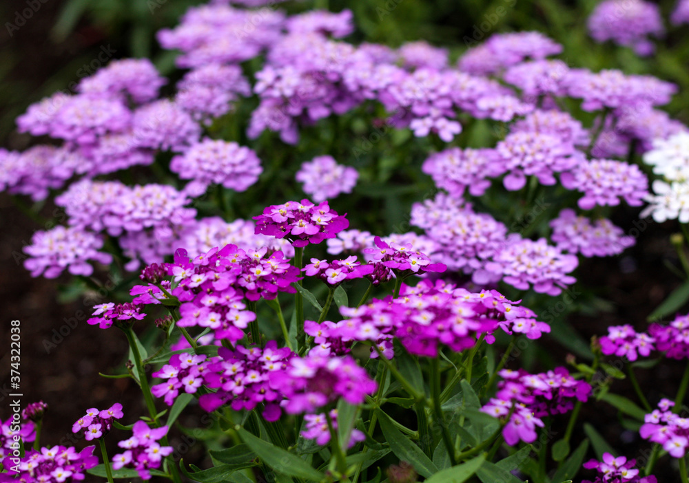 beautiful flowers in nature in the botanical garden beautiful flowers in nature in the botanical garden