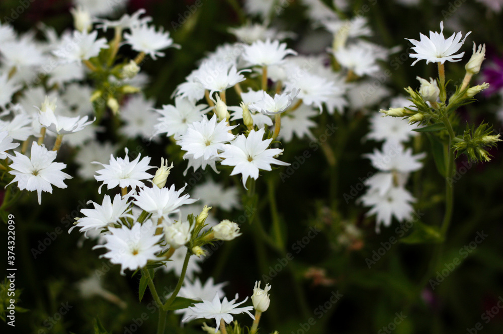 beautiful flowers in nature in the botanical garden