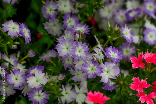 beautiful flowers in nature in the botanical garden