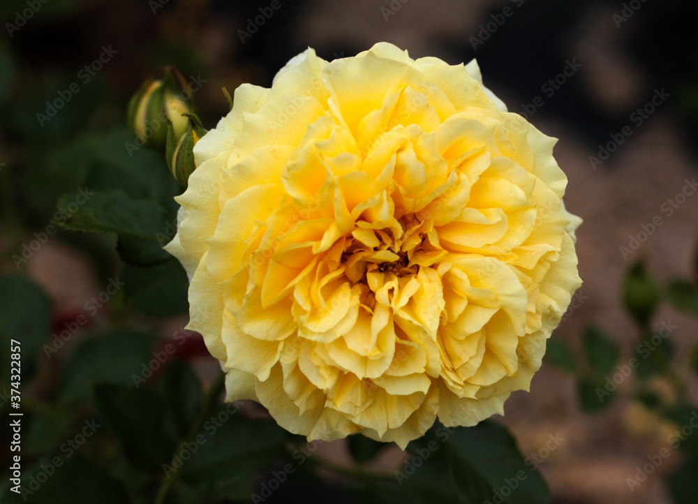 beautiful flowers in nature in the botanical garden beautiful flowers in nature in the botanical garden