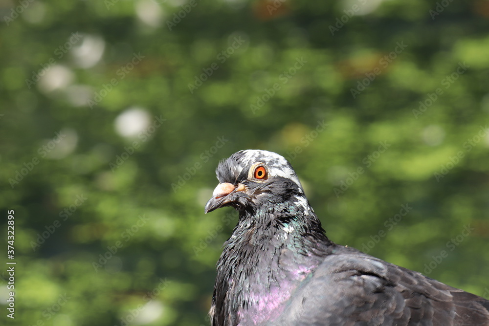 Obraz premium Close up photo of pigeon