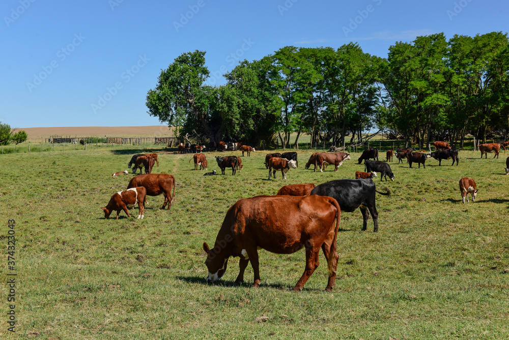 Cattle in Argentine countryside, Buenos Aires Province, Argentina.