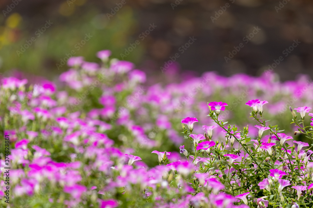 白とピンクの花畑