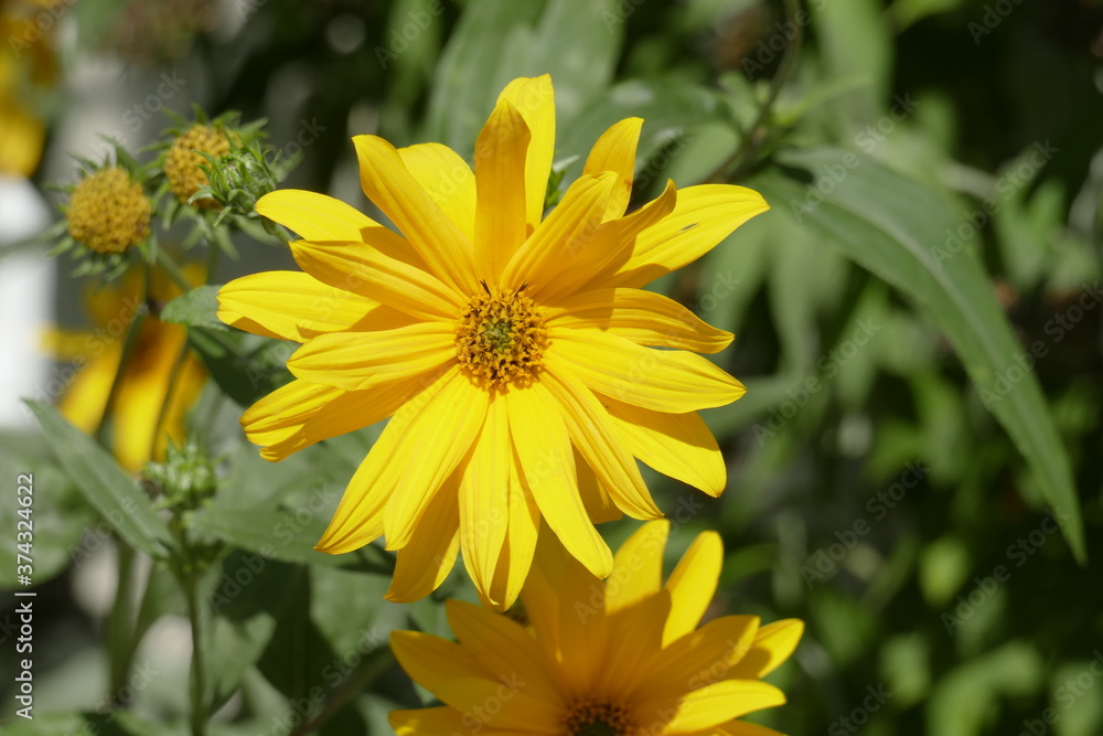 blooming yellow sun hat, flowers, Germany blooming yellow sun hat, flowers, Germany