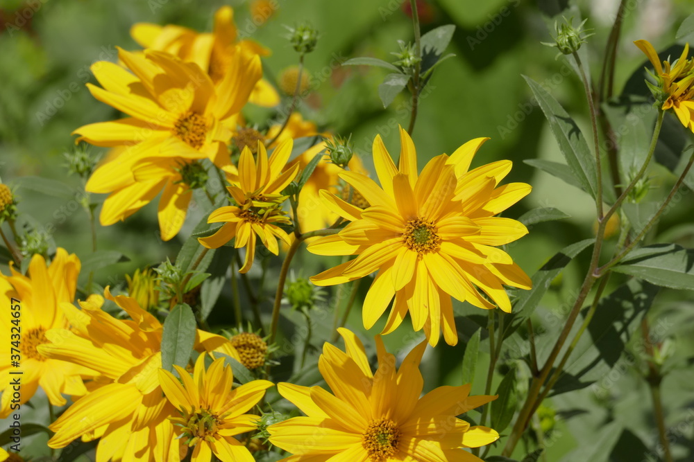 blooming yellow sun hat, flowers, Germany blooming yellow sun hat, flowers, Germany