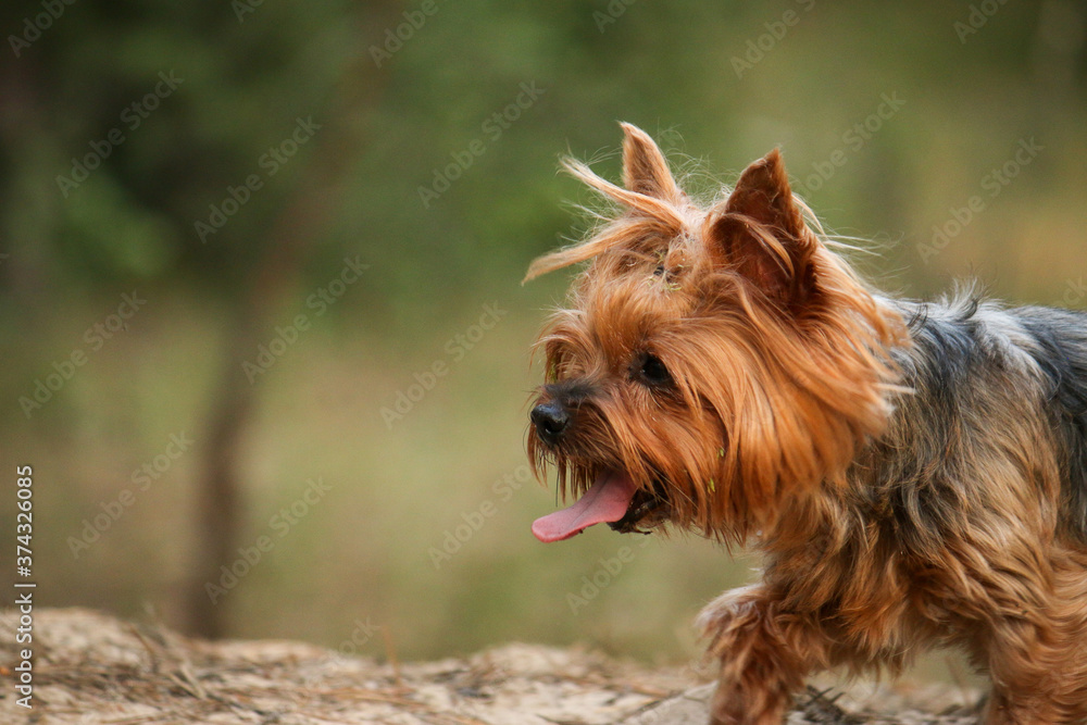 Tired little Yorkshire terrier with protruding tongue. Blurred forest in the background Tired little Yorkshire terrier with protruding tongue. Blurred forest in the background