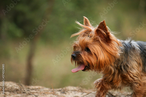 Tired little Yorkshire terrier with protruding tongue. Blurred forest in the background © PeterPike