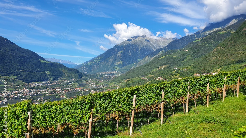 Wein, Weinanbau, Südtirol