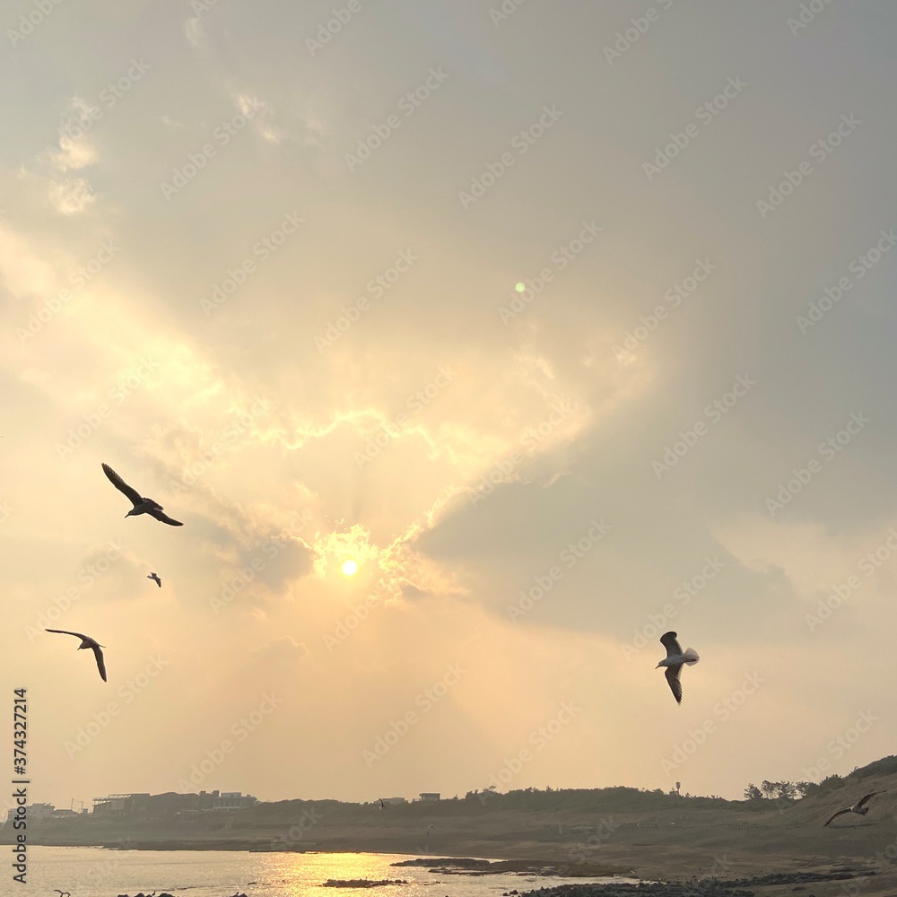 Obraz premium birds in the sky