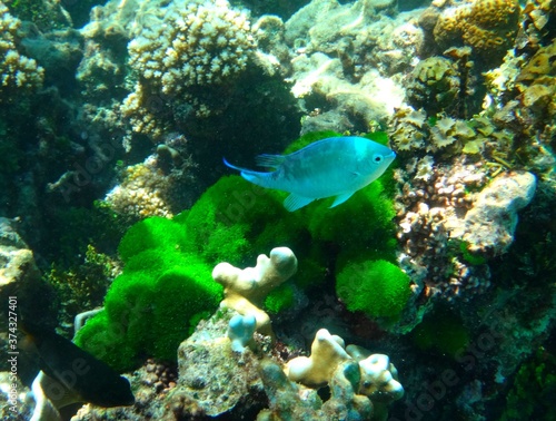 Blue tropical fish walking past green algae
