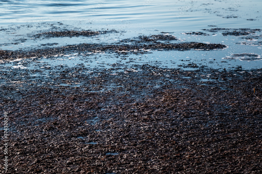Dark smelly waste on the water surface. Ocean pollution, environmental disaster. Nobody Dark smelly waste on the water surface. Ocean pollution, environmental disaster. Nobody