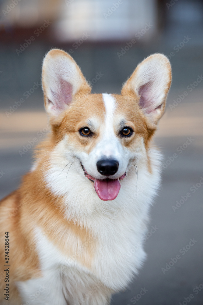 Portrait of an adorable welsh corgi pembroke dog in a summer city.