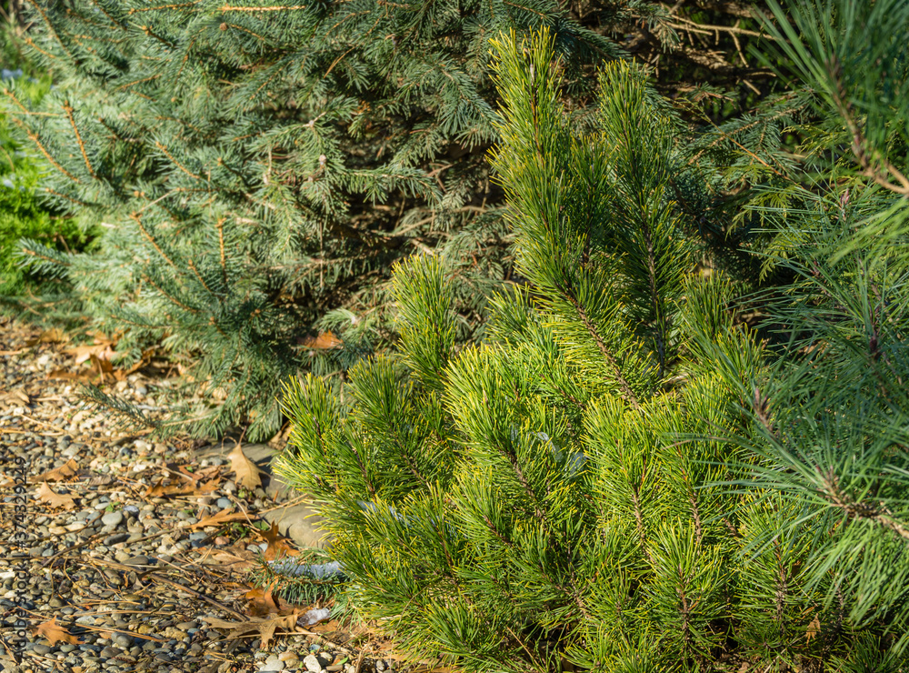 Fototapeta premium Golden cultivar dwarf mountain pine Pinus mugo Ophir with beautiful green and golden needles in combination with spruce and pine on the shore of small bright pebbles. Place for your text