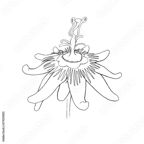 Passion flower linear illustration
