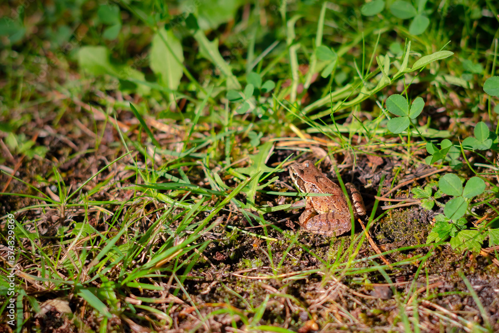 European brown frog in green grass background. Close up of wet frog