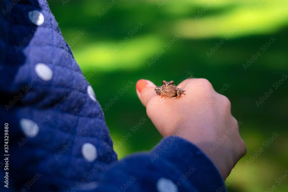 Green frog sitting on little girl hand. Child holding frog in the harden outside.Kid learning about nature.