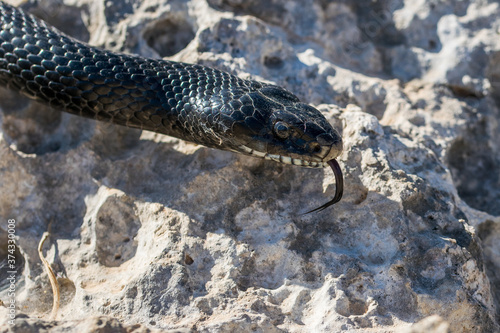 Close up shot of the head of an adult Black Western Whip Snake, Hierophis viridiflavus, in Malta photo