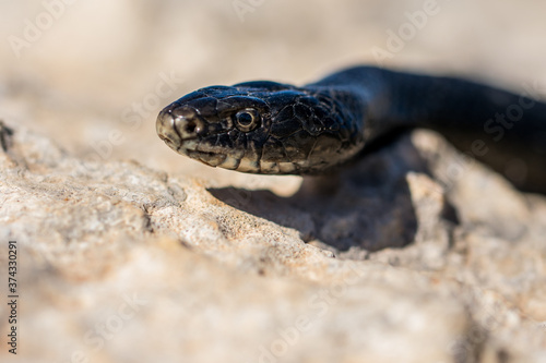 Close up shot of the face of an adult Black Western Whip Snake, Hierophis viridiflavus, in Malta photo