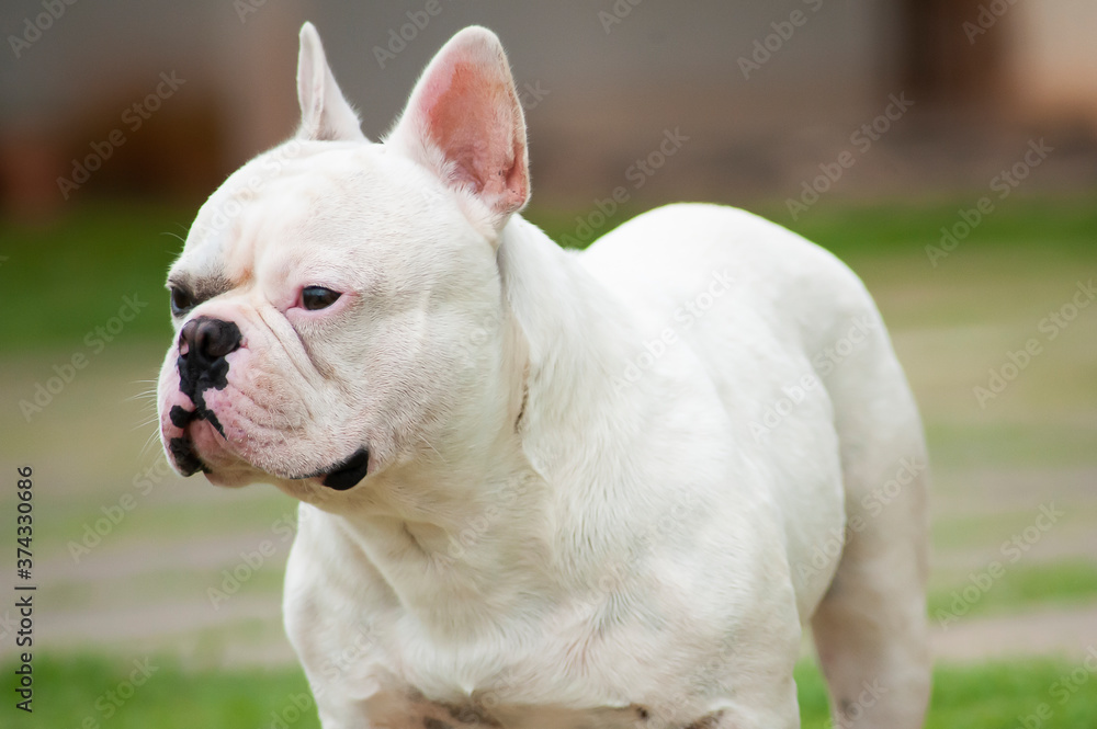.White french bulldog in the grass yard.  Selective focus.