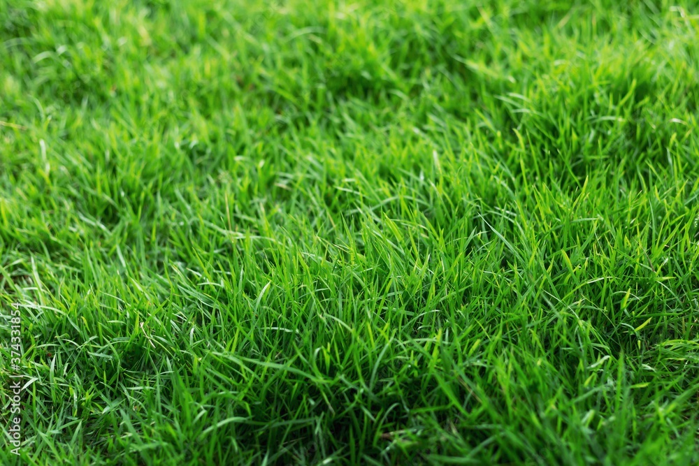 The texture of green grass for the background The texture of green grass for the background