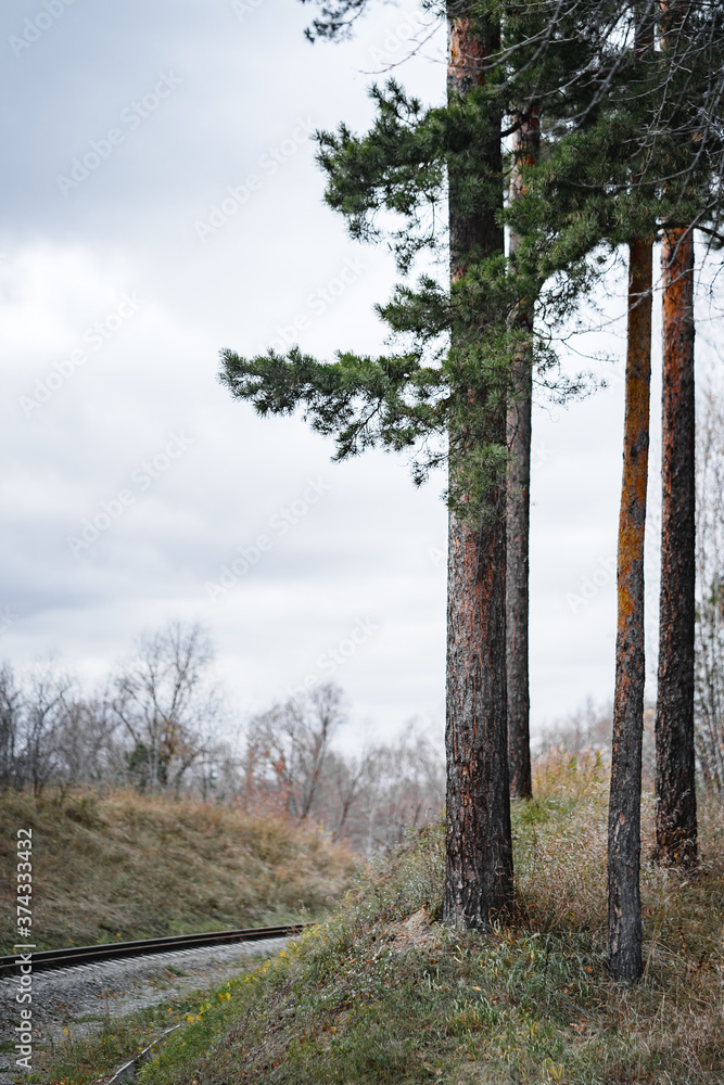 Obraz premium Railroad in the forest. Landscape with a railway, pine trees, cloudy sky and fallen leaves in early autumn. Fall season or train travel concept.