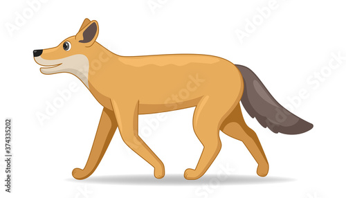 Coyote animal standing on a white background