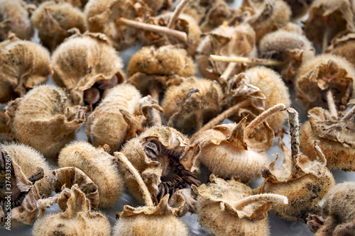 Closeup of many dry brown hollyhock seed pods in late summer.