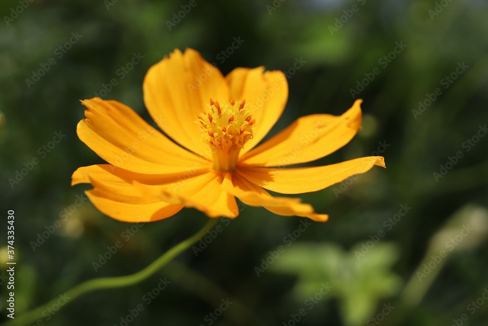close-up yellow starburst flowers in garden close-up yellow starburst flowers in garden